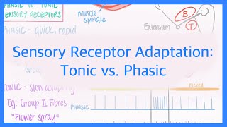 Sensory Receptor Adaptation Tonic vs Phasic Receptors [upl. by Aron]