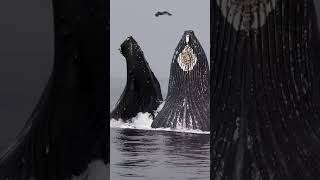 Majestic Whales Breaching Spectacular Ocean Giants in Action [upl. by Glendon]