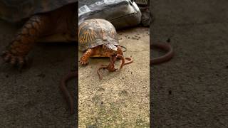 Feeding Our pregnant Lady 🪱 reptile turtles petshorts shorts [upl. by Alihet]