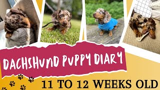 Our dachshund puppys development at 11 to 12 weeks old  What to expect when your puppy is 12 weeks [upl. by Camille]