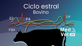 Ciclo estral en la vaca Proestro  Estro  Metaestro  Diestro [upl. by Lenoj437]