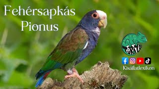 FEHÈRSAPKÀS PIONUSZ P SENILIS BEMUTATÀSA [upl. by Droc176]