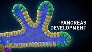 Early Pancreas Development in Embryos  Medical Animation [upl. by Malissia]