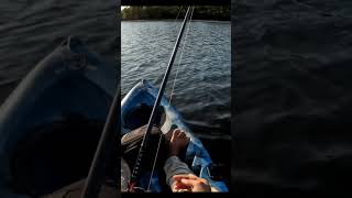 Jewfish On The Troll shorts fishing [upl. by Anilas409]