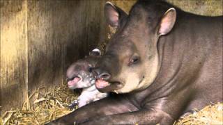 Sleepy Baby Tapir [upl. by Nedyrb477]