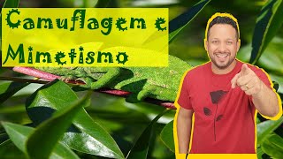 Camuflagem e Mimetismo  Conceito Tipos e Exemplos  Conceitos Ecológicos  Ecologia [upl. by Gayler]