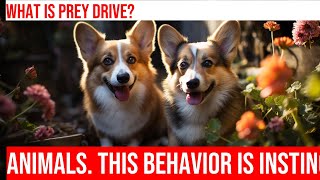 Pembroke Welsh Corgi Prey Drive What to Expect [upl. by Camella]