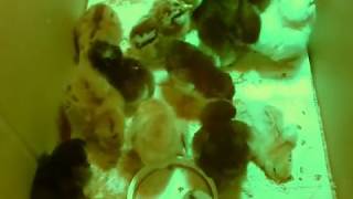 Chicks Chirping 30 minutes [upl. by Kerrie]