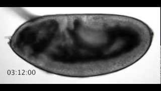 Drosophila embryogenesis from fertilization to larva hatching [upl. by Cherish148]