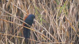 Greater coucal calling [upl. by Suoivart]