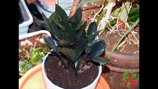 Raven ZZ Plant Care Complete Zamioculcas zamiifolia Guide [upl. by Lorant]