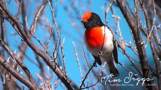 Red capped Robin Australian Bird Media [upl. by Sillert]