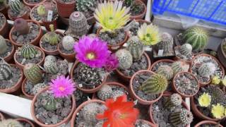 Echinocereus Dasyacanthus Fendleri Pulchellus Acifer [upl. by Starobin]