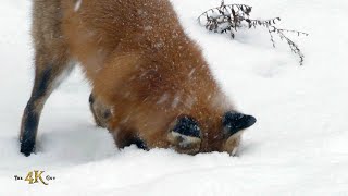 Red fox showing snowdive hunting technique in the wild [upl. by Silma]