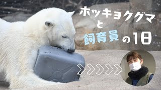 ホッキョクグマの飼育員に一日密着してみた！ [upl. by Lerraj]