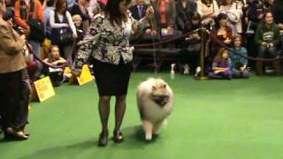 Westminster dog show [upl. by Ianthe]