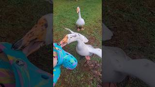 Attacked by my goose because I changed my shoes geese [upl. by Acemat]