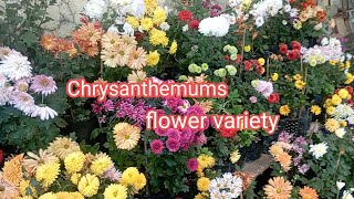 Different Types Of Chrysanthemums Varieties  chrysanthemums flower  Rewatisgarden [upl. by Eniamsaj862]