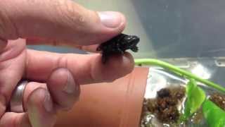 Worlds Smallest Turtle [upl. by Fiertz]