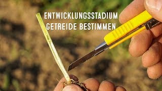 Das Entwicklungsstadium BBCH im Getreide zum Schossbeginn bestimmen  LG Seeds Deutschland [upl. by Skees73]