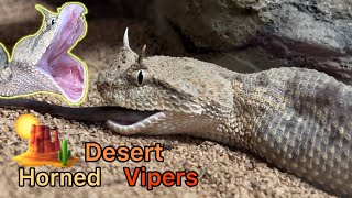 Desert Horned Viper footage [upl. by Niletak]