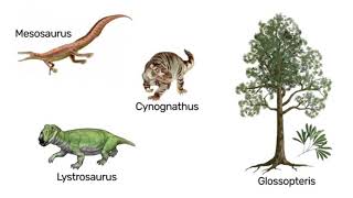 THE CONTINENTAL DRIFT THEORY EVIDENCES AND EXAMPLES [upl. by Lodi213]