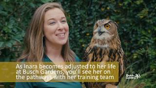 Inara the Eurasian Eagle Owl  Animal Spotlight [upl. by Elephus]