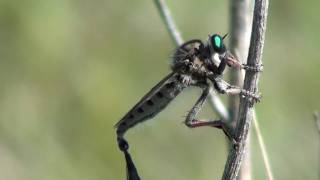 Giant Robber Fly Asilidae Promachus vertebratus Mating [upl. by Ker942]