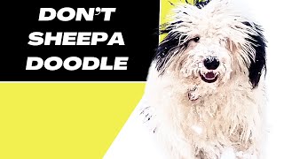 7 Reasons You SHOULD NOT Get a Sheepadoodle Dog [upl. by Ghassan]