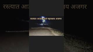 रात्री रस्त्यात महाकाय अजगर आडवं आलं [upl. by Nikolia260]