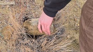 Someone Got Big Red Rockhounding The High Desert of Central Oregon for Plume Agates amp Strange Wood [upl. by Eanil]