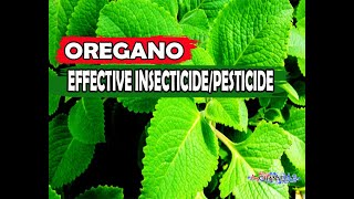 OREGANO MABISANG PAMATAY INSEKTOAPHIDS AT MGA UOD AT IBAPAANO GUMAWA NG SUPER EFFECTIVE NA OREGANO [upl. by Ring928]