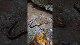 Redbacked Salamander salamanders amphibians naturelovers nature wildlife [upl. by Konyn308]