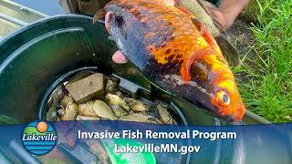 Invasive fish removal program [upl. by Amsirac447]