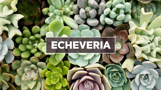 Echeveria Succulents 101  Care Tips amp Unique Traits [upl. by Vincenta]