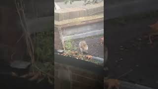 A squirrel looks for food on the roof  22 September 2024 [upl. by Clellan]