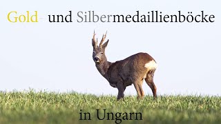 Gold und Silbermedaillienböcke in Ungarn [upl. by Yorztif981]