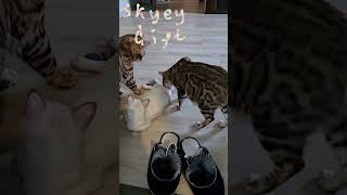 cattery SkyeyGift  bengalkitty catlover [upl. by Atiniv]