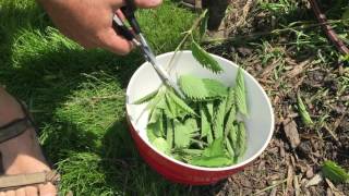 How to Cook and Eat Stinging Nettles [upl. by Akcinehs106]