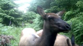 Cow and spike Bull elk up close visit [upl. by Ahsias]