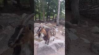 PAHARI BAKRA ❤️❤️❤️ shorts viral trending youtubeshorts DuckyBhai [upl. by Analos]