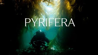 PYRIFERA  Trailer [upl. by Okorih]