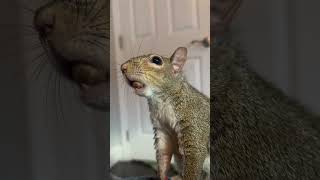 Arnie the Artist 🙏❤️squirrel cute animals reels youtube youtubeshorts [upl. by Noicpecnoc]