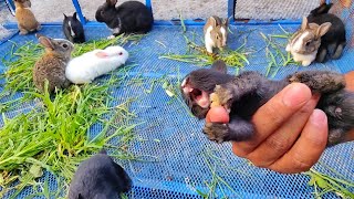 Little Baby bunny rabbit screaming  it’s So Cute Bunny crying [upl. by Catherin]