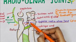 Radio Ulnar Joints  Anatomy  Upper limb [upl. by Ilrebmyk]