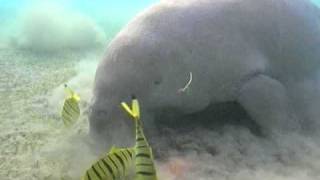 Dugong Red Sea Abou Dabbab [upl. by Yentrac]