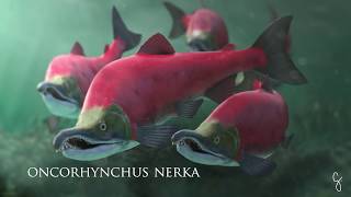 Red Salmon 3D Animation [upl. by Naired]