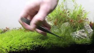 Songrow Epaqmat XXL  Aquascape Michael Mikkelsen part 2 [upl. by Behm]