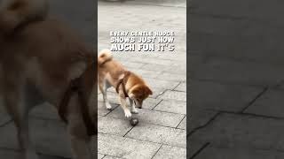 Watch This Dog Have Fun with Just a Stone 🐶🎉🪨 puppy dogabilities toybreed [upl. by Grishilde]