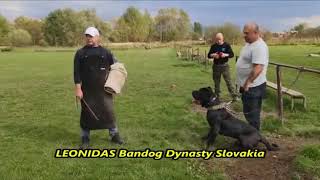 Bandog Leonidas  protection training K9Jager [upl. by Delp910]